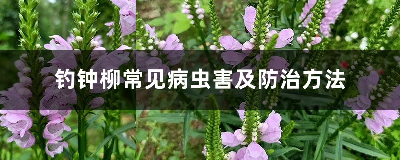钓钟柳常见病虫害及防治方法 钓钟柳常见病虫害及防治方法