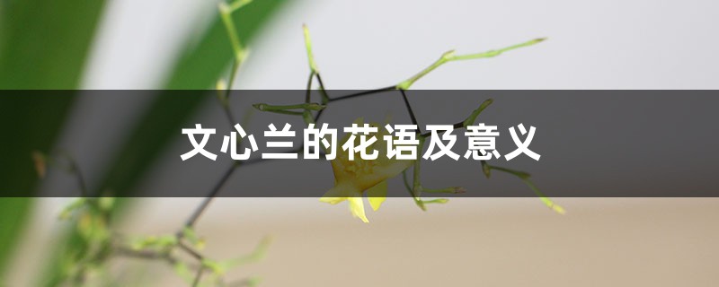 文心兰的花语及意义 文心兰的花语及意义