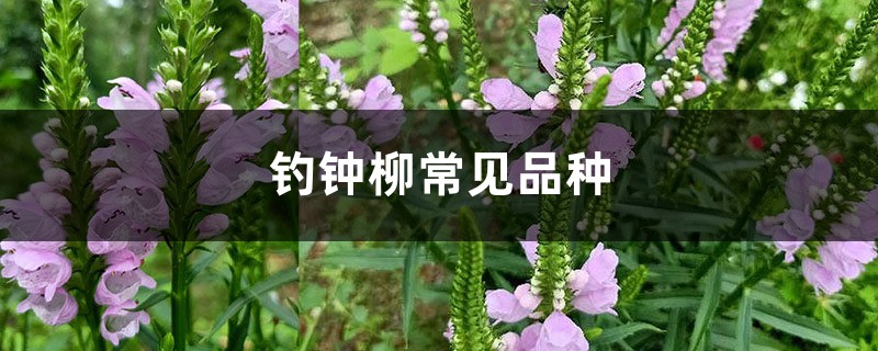 钓钟柳常见品种 钓钟柳常见品种