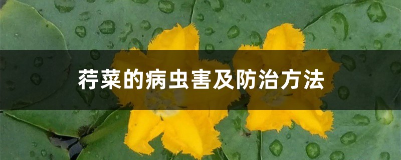 荇菜的病虫害及防治方法 荇菜的病虫害及防治方法