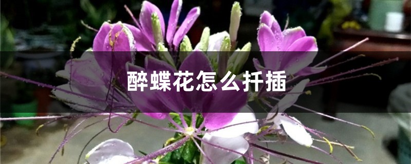 醉蝶花怎么扦插 醉蝶花怎么扦插