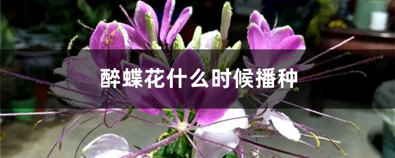 醉蝶花什么时候播种 醉蝶花什么时候播种
