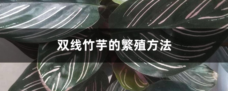 双线竹芋的繁殖方法 双线竹芋的繁殖方法