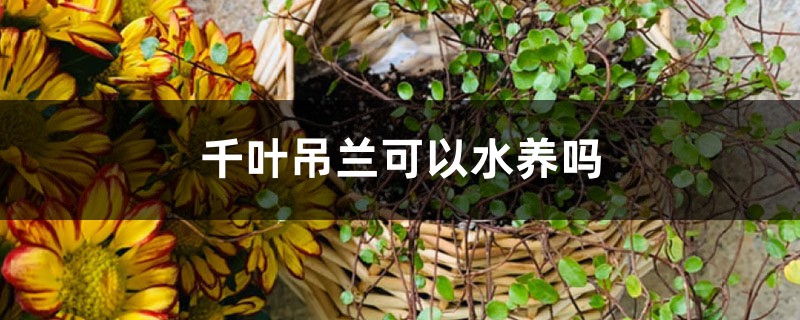 千叶吊兰可以水养吗 千叶吊兰可以水养吗