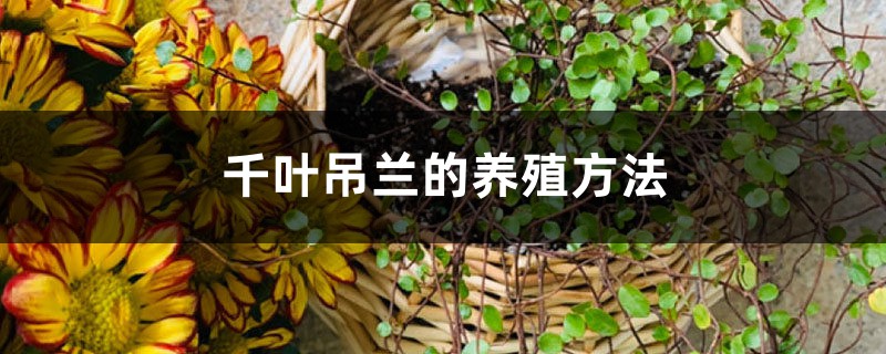 千叶吊兰的养殖方法 千叶吊兰的养殖方法