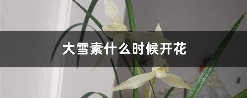 大雪素什么时候开花 大雪素什么时候开花