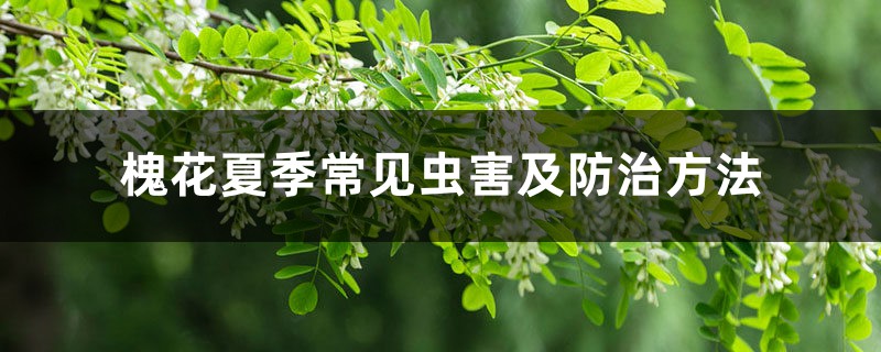 槐花夏季常见虫害及防治方法 槐花夏季常见虫害及防治方法