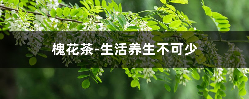 槐花茶-生活养生不可少 槐花茶-生活养生不可少