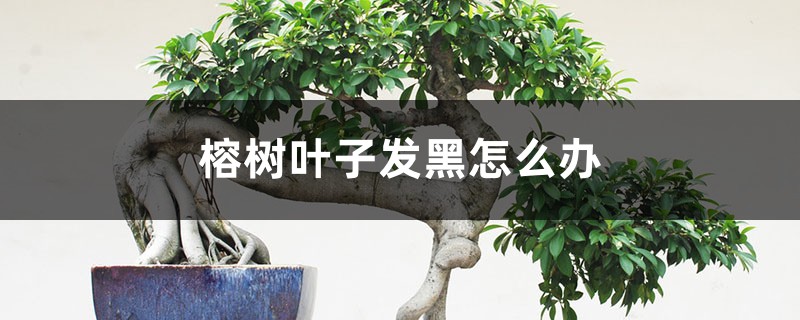 榕树叶子发黑怎么办 榕树叶子发黑怎么办