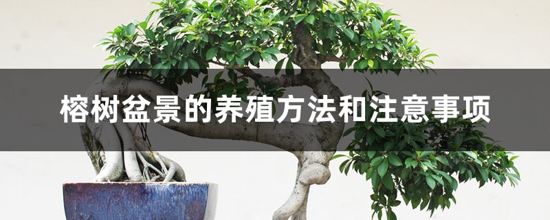 榕树盆景的养殖方法和注意事项 榕树盆景的养殖方法和注意事项