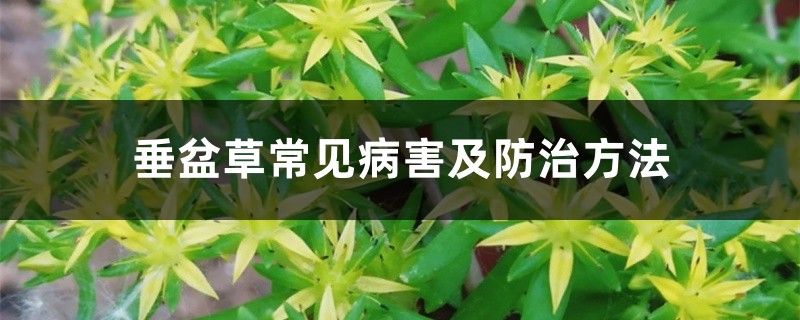 垂盆草常见病害及防治方法 垂盆草常见病害及防治方法