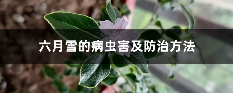 六月雪的病虫害及防治方法 六月雪的病虫害及防治方法