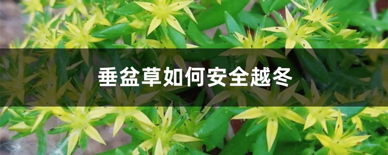 垂盆草如何安全越冬 垂盆草如何安全越冬