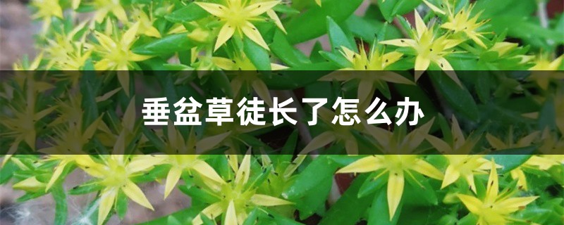 垂盆草徒长了怎么办 垂盆草徒长了怎么办