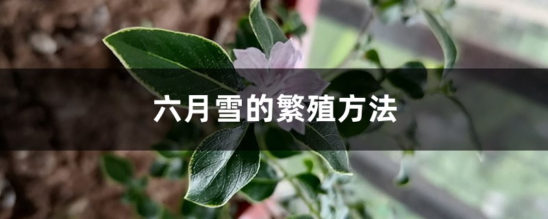 六月雪的繁殖方法 六月雪的繁殖方法
