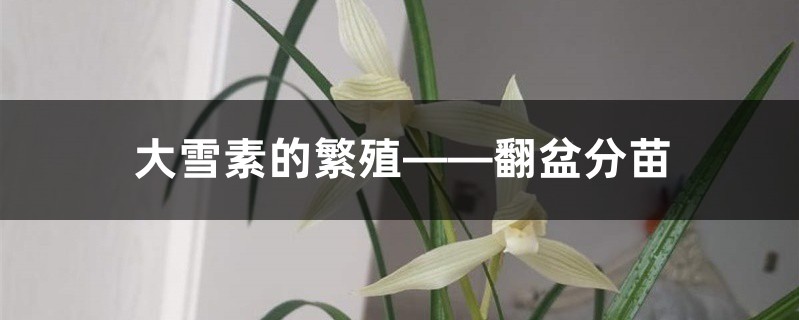 大雪素的繁殖——翻盆分苗 大雪素的繁殖——翻盆分苗