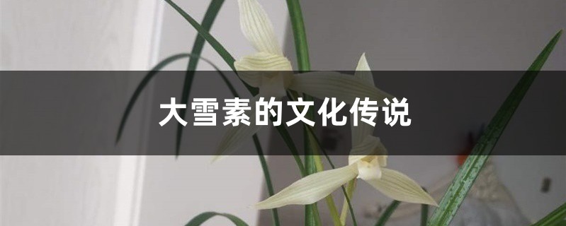 大雪素的文化传说 大雪素的文化传说