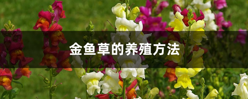 金鱼草的养殖方法 金鱼草的养殖方法