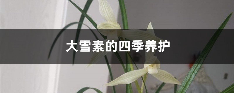 大雪素的四季养护 大雪素的四季养护