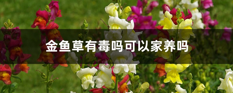 金鱼草有毒吗可以家养吗 金鱼草有毒吗可以家养吗