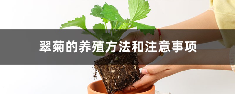 翠菊的养殖方法和注意事项 翠菊的养殖方法和注意事项