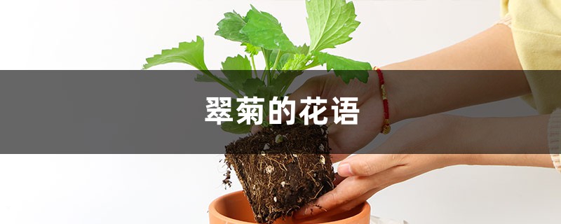 翠菊的花语 翠菊的花语