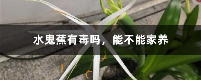 水鬼蕉有毒吗,能不能家养 水鬼蕉有毒吗,能不能家养