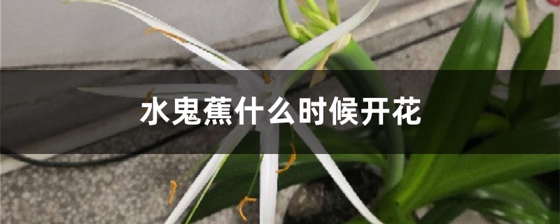 水鬼蕉什么时候开花 水鬼蕉什么时候开花