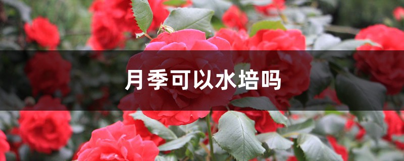 月季可以水培吗 月季可以水培吗