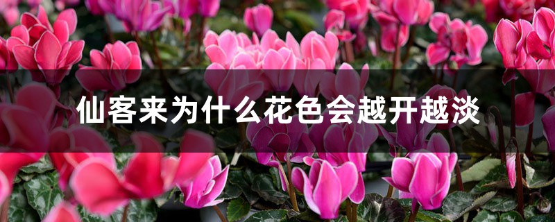 仙客来为什么花色会越开越淡 仙客来为什么花色会越开越淡