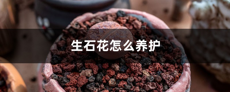 生石花怎么养护 生石花怎么养护