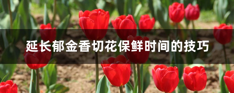 延长郁金香切花保鲜时间的技巧 延长郁金香切花保鲜时间的技巧