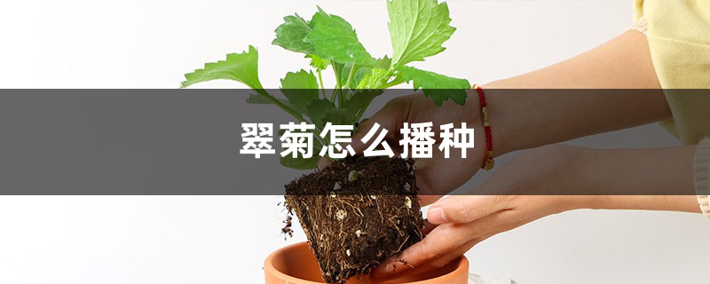 翠菊怎么播种 翠菊怎么播种