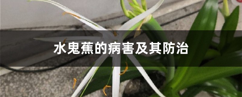 水鬼蕉的病害及其防治 水鬼蕉的病害及其防治