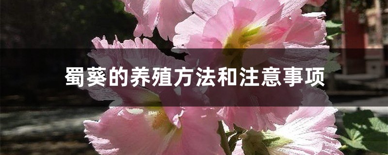 蜀葵的养殖方法和注意事项 蜀葵的养殖方法和注意事项