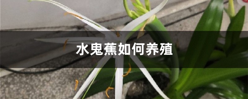 水鬼蕉如何养殖 水鬼蕉如何养殖