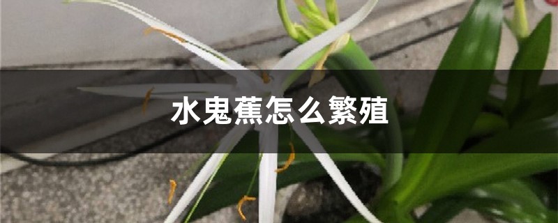水鬼蕉怎么繁殖 水鬼蕉怎么繁殖
