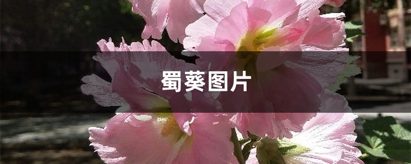 蜀葵图片 蜀葵图片