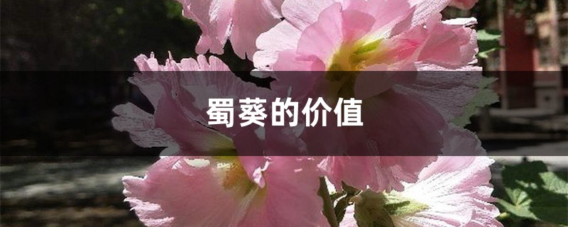 蜀葵的价值 蜀葵的价值