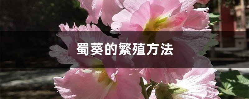 蜀葵的繁殖方法 蜀葵的繁殖方法