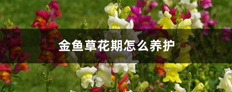 金鱼草花期怎么养护 金鱼草花期怎么养护