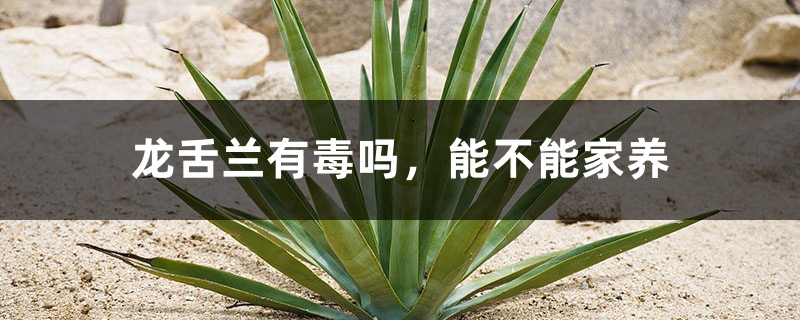 龙舌兰有毒吗,能不能家养 龙舌兰有毒吗,能不能家养