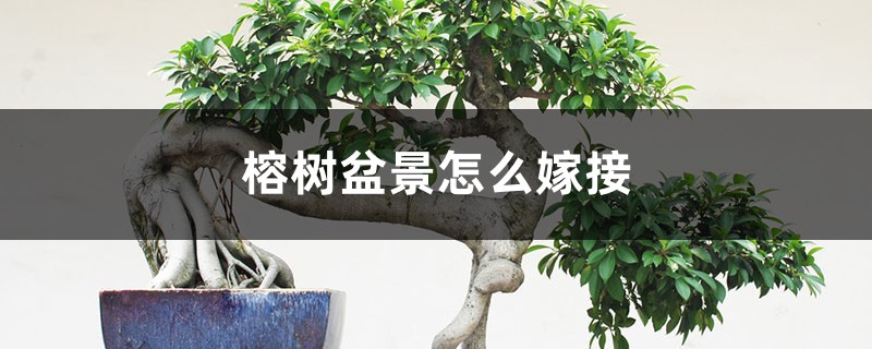 榕树盆景怎么嫁接 榕树盆景怎么嫁接