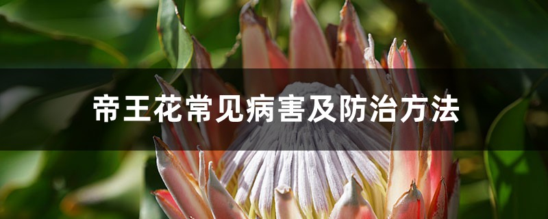 帝王花常见病害及防治方法 帝王花常见病害及防治方法