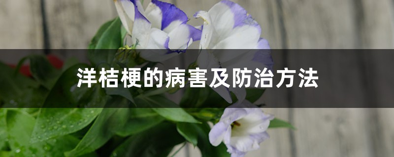 洋桔梗的病害及防治方法 洋桔梗的病害及防治方法