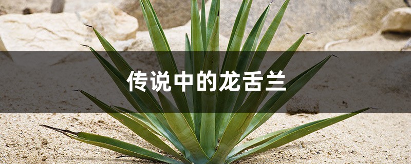 传说中的龙舌兰 传说中的龙舌兰