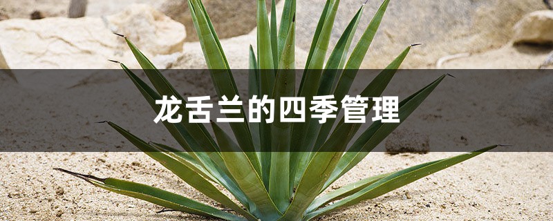 龙舌兰的四季管理 龙舌兰的四季管理