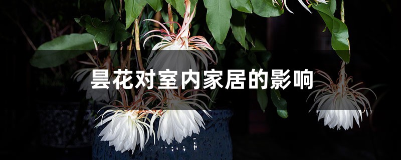 昙花对室内家居的影响 昙花对室内家居的影响