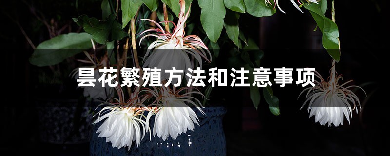 昙花的繁殖方法 昙花的繁殖方法