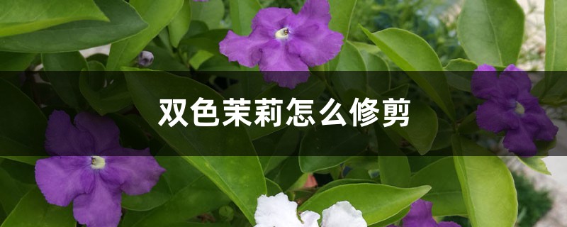双色茉莉怎么修剪 双色茉莉怎么修剪